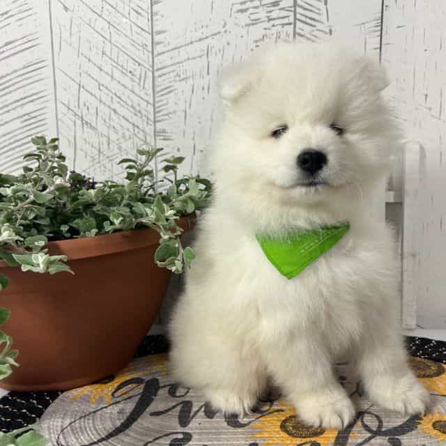 Dozer - Samoyed Male