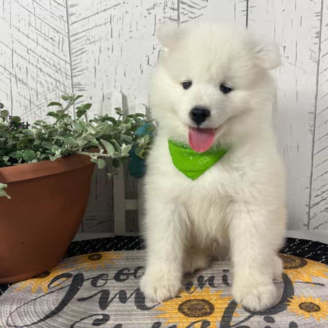 Barney - Samoyed Male