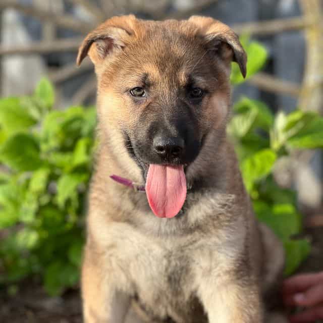 Cruiser - German Shepherd Dog Male