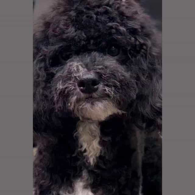Bessie - Cockapoo Female