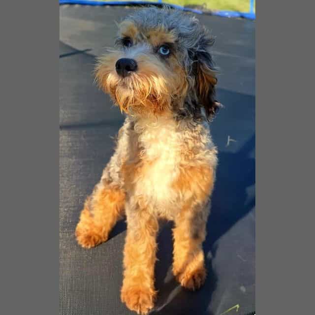 Brock - Cockapoo Male