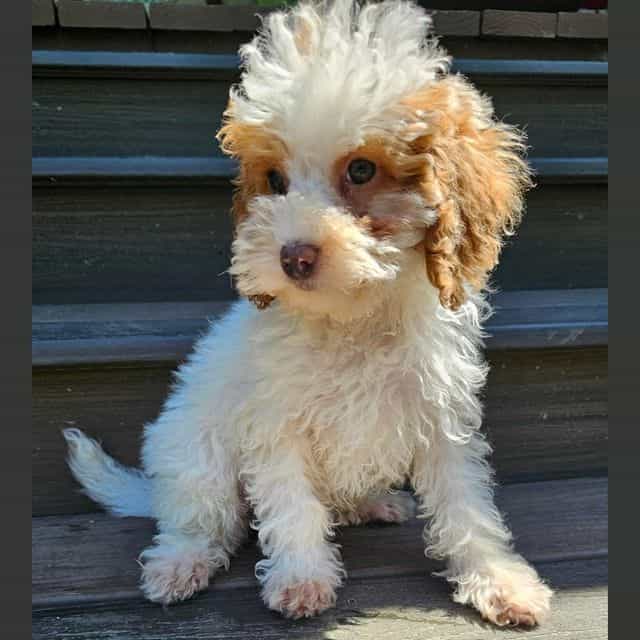 Laken - Cockapoo Female