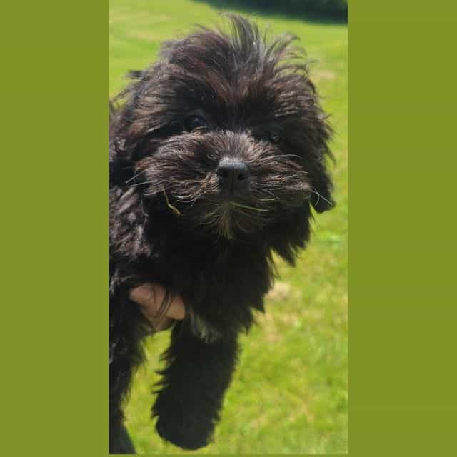 Catia - Maltipoo Female