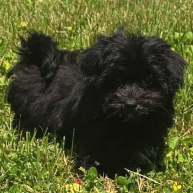 Catia - Maltipoo Female