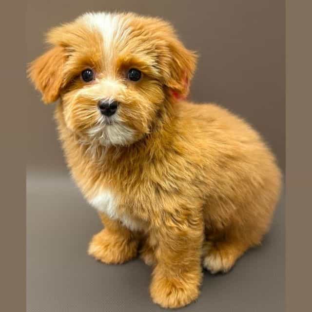  Emerson - Yorkipoo Male