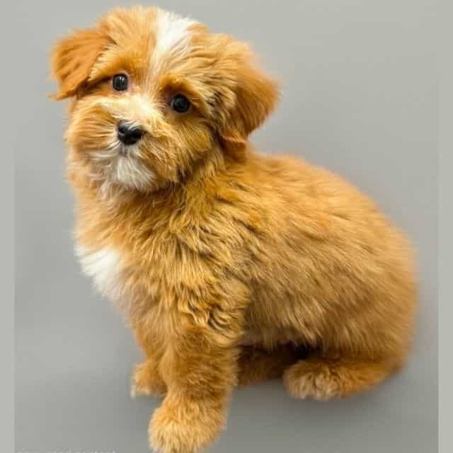  Emerson - Yorkipoo Male