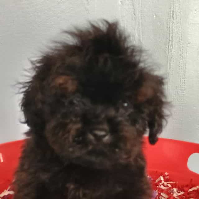 Spartan  - Cockapoo Male