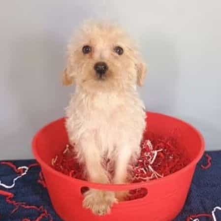 Sweetie - Havapoo Female