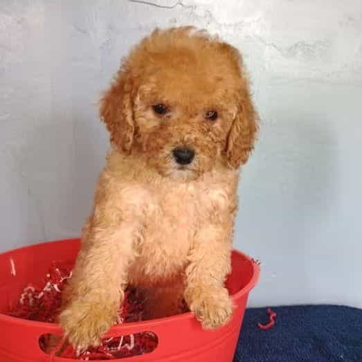 Cheri - Cavapoo Female