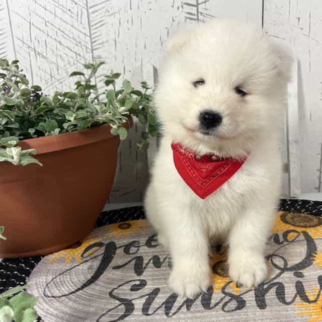 Ellie - Samoyed Female