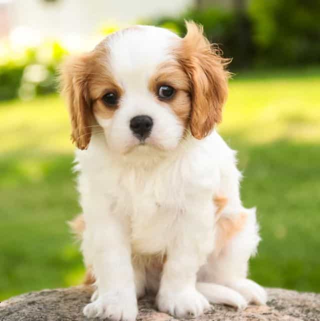 Lars - Cavalier King Charles Spaniel Male