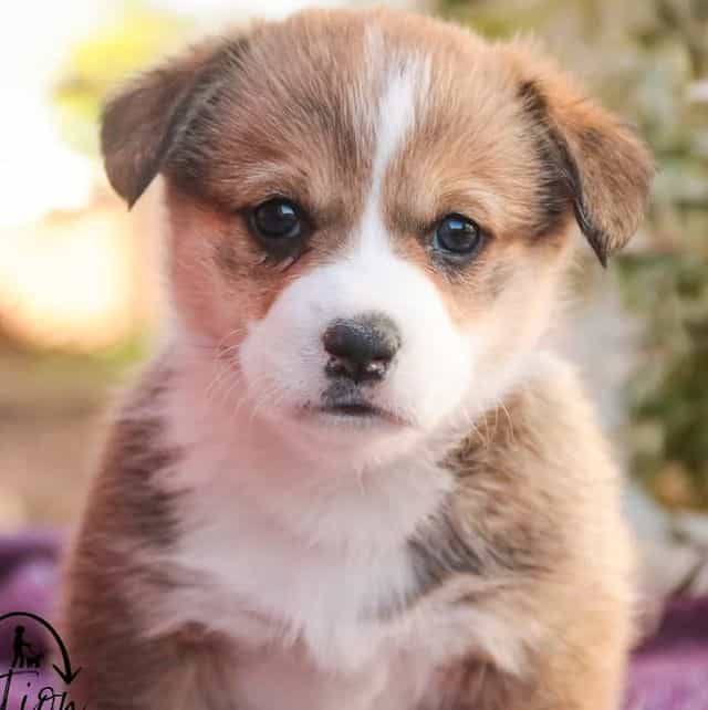 Ramona - Pembroke Welsh Corgi Female