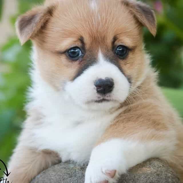 Rover - Pembroke Welsh Corgi Male