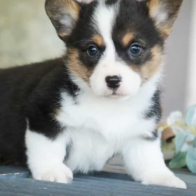 Olaf - Pembroke Welsh Corgi Male