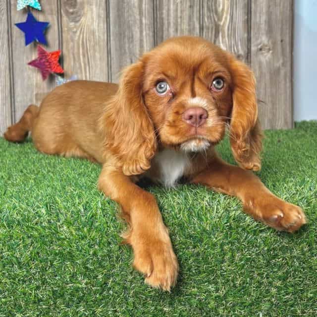 Amos - Cavalier King Charles Spaniel Male