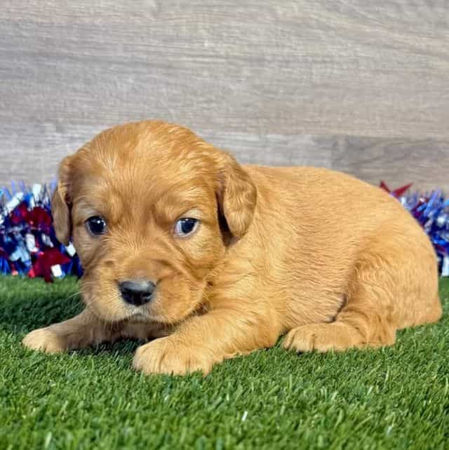 Griffen - Golden Cavalier Male