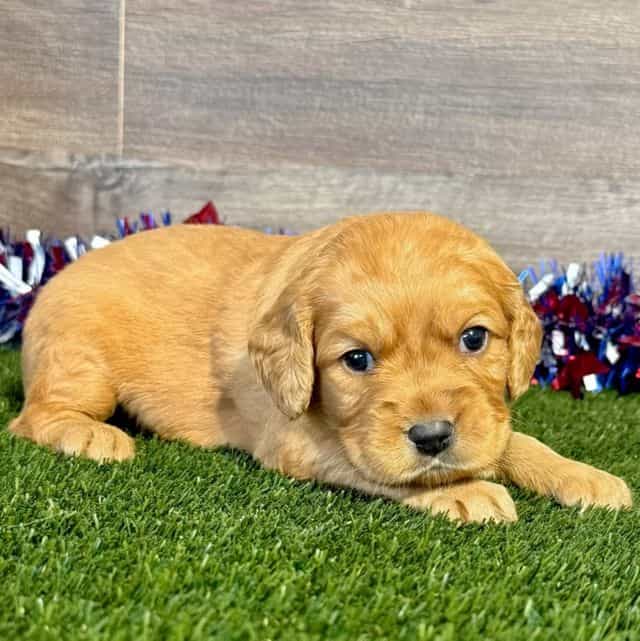 Gage - Golden Cavalier Male