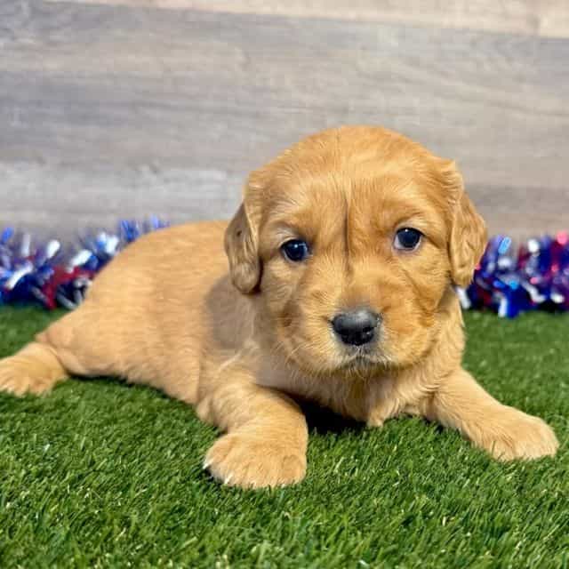 Gladys - Golden Retriever Female