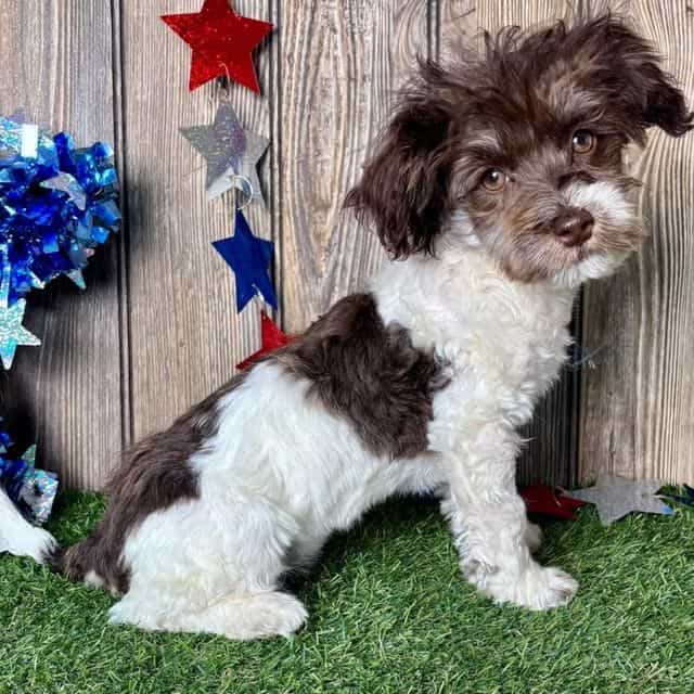 Faye - Havanese Female