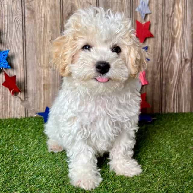 Mason - Maltipoo Male