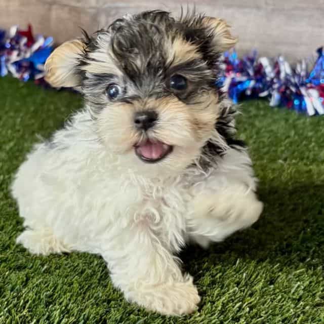 Nola - Morkie Female