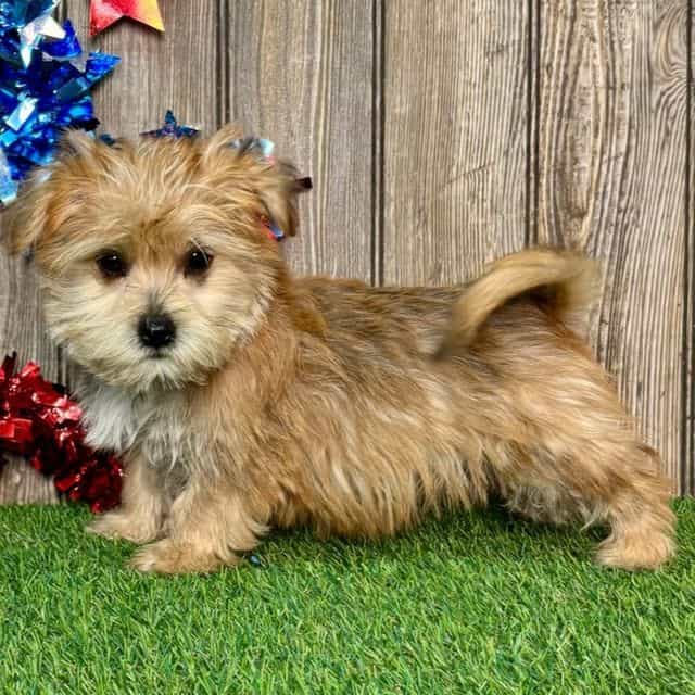 Harvey - Morkie Male