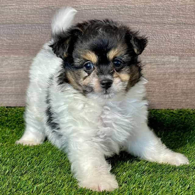 Otto - Pomapoo Male