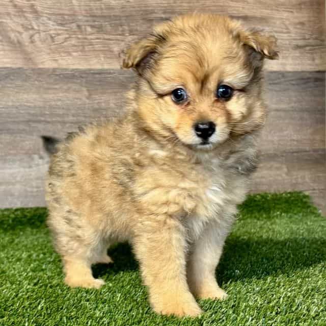 Oliver - Pomapoo Male