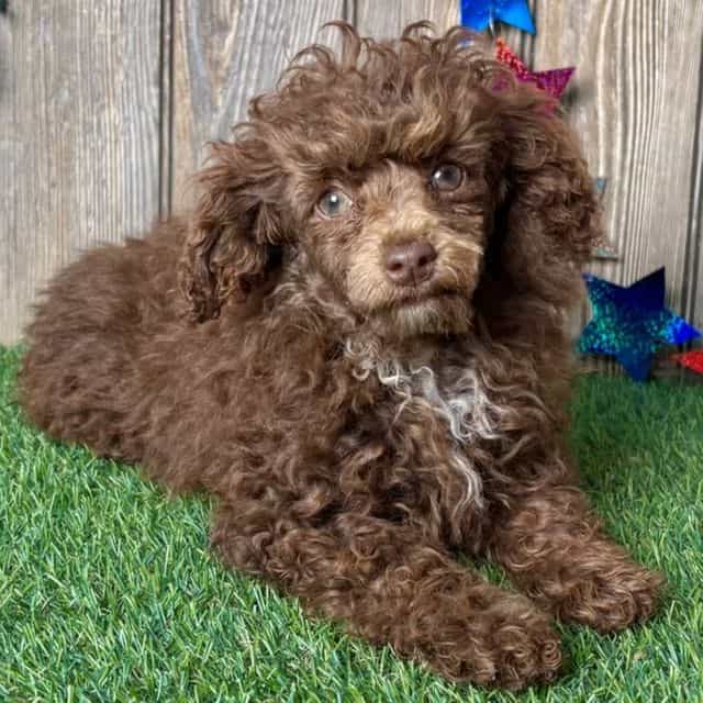 JoJo - Toy Poodle Female