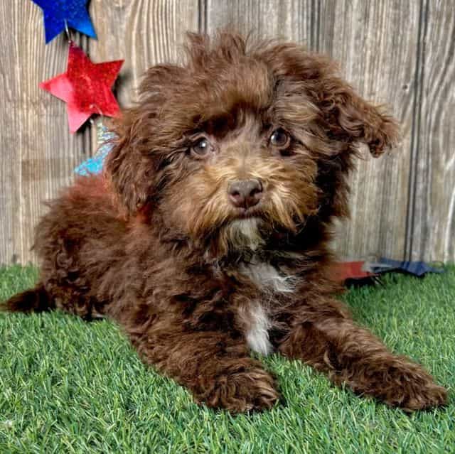 Jayla - Toy Poodle Female