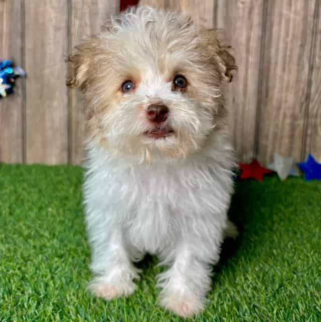 Elton - Havapoo Male