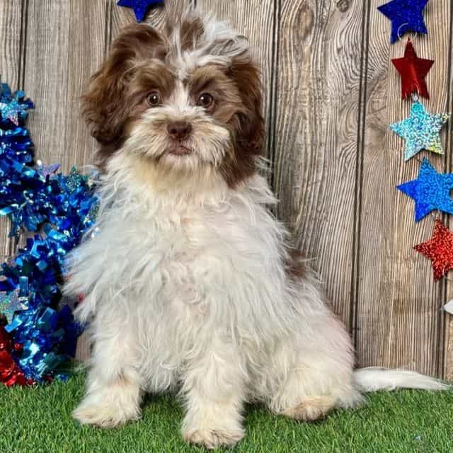 Sylvan - Shih-Poo Male
