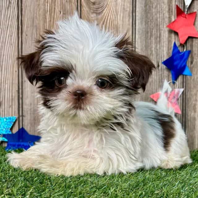 Sam - Shih Tzu Male