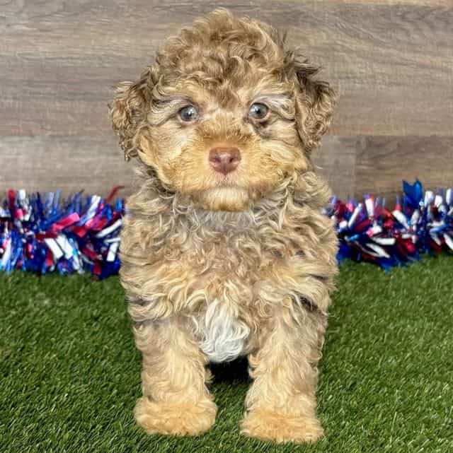 Paulmer - Toy Poodle Male