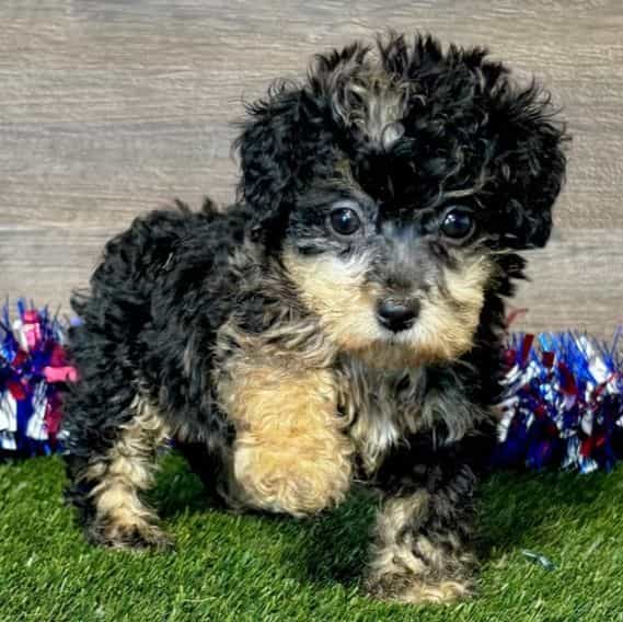 Polly - Toy Poodle Female