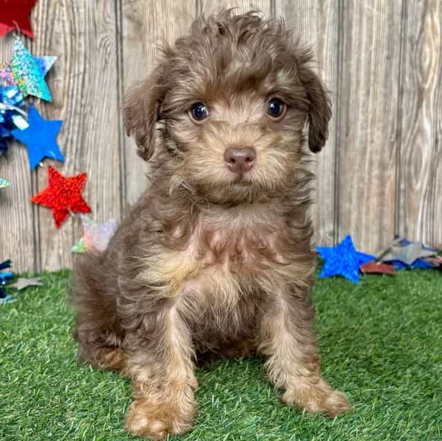 Vander - Yorkipoo Male