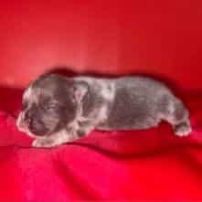 Female French 1 - French Bulldog Female