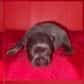 Female French 3 - French Bulldog Female