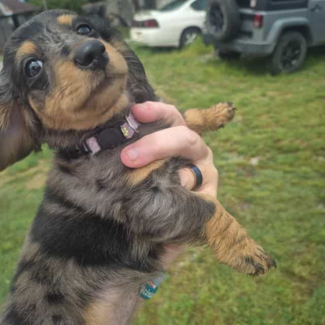 Boni - Dachshund Female