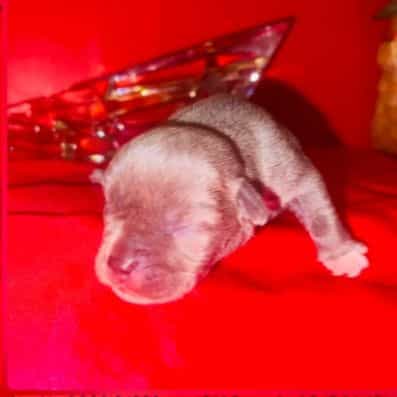 Female Micro Bu - American Bully Female