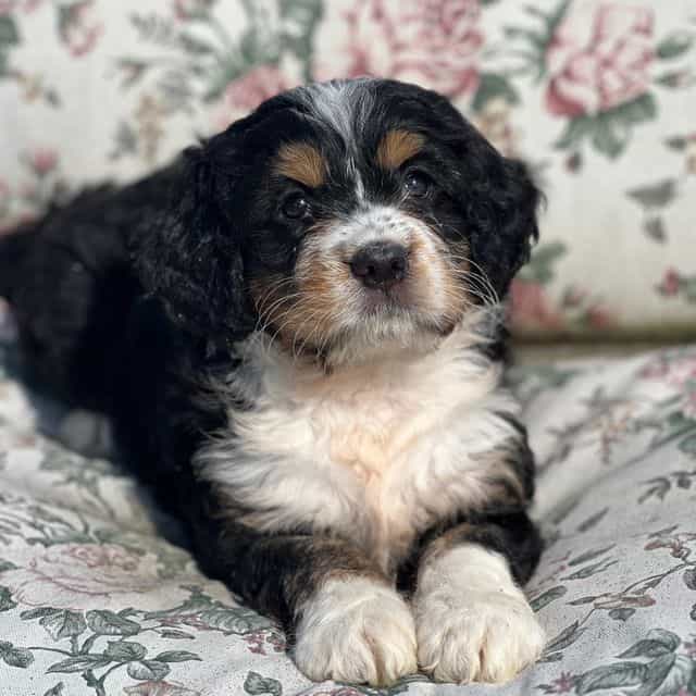 Penny - Bernedoodle Female