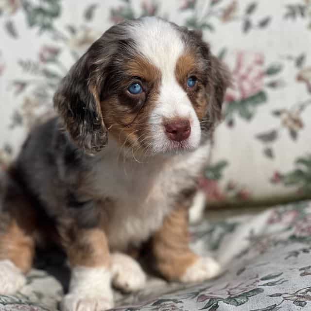 Oreo - Bernedoodle Male