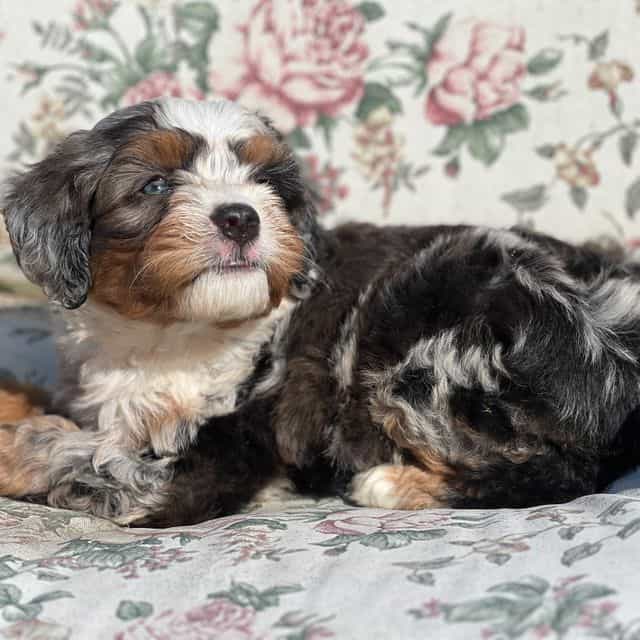 Noodle - Bernedoodle Male