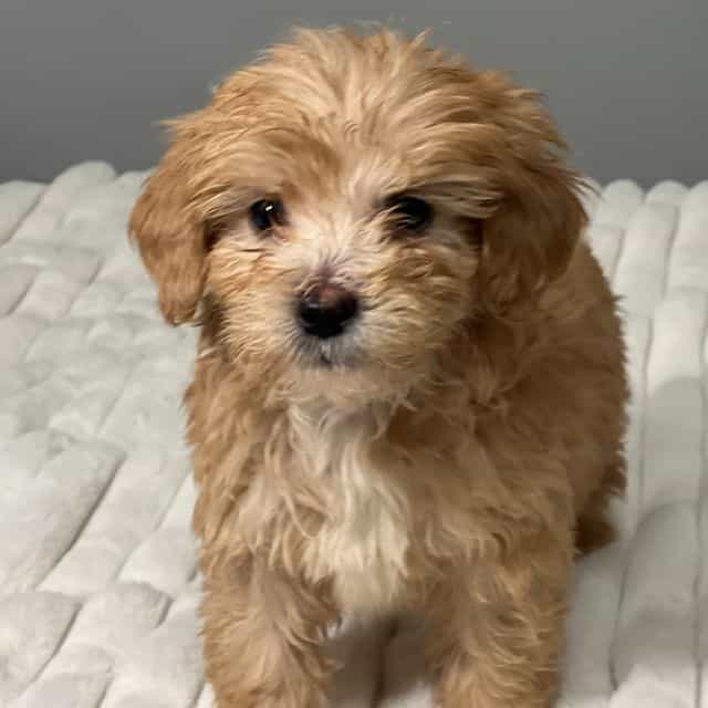 Blueberry - Goldendoodle Female