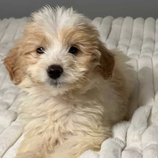 Rascal - Goldendoodle Male