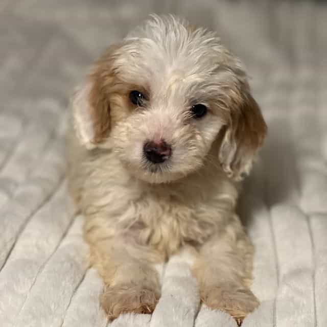 Petey - Goldendoodle Male