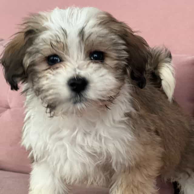 Sugar - Havanese Female
