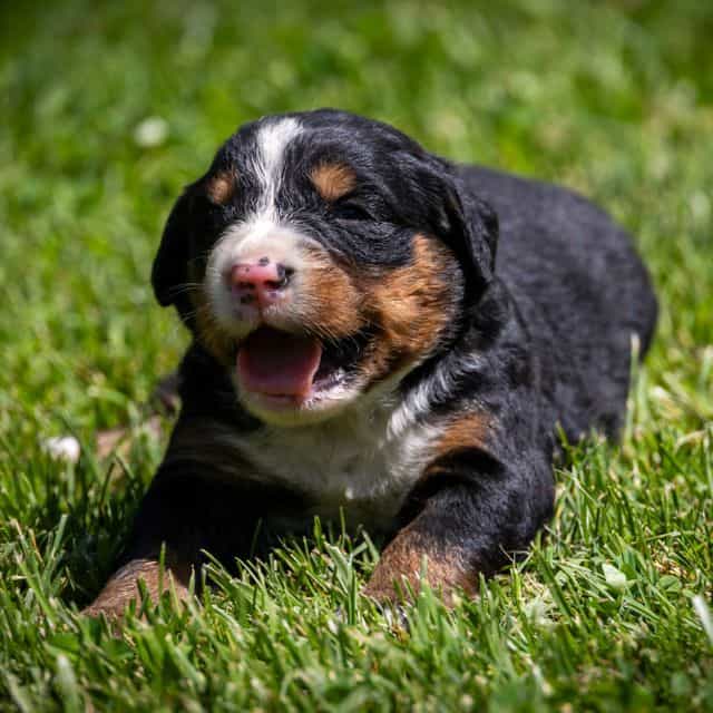 Light Green Gir - Bernese Mountain Dog Female