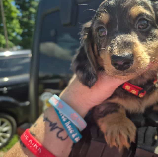 Dark dapple boy - Dachshund Male