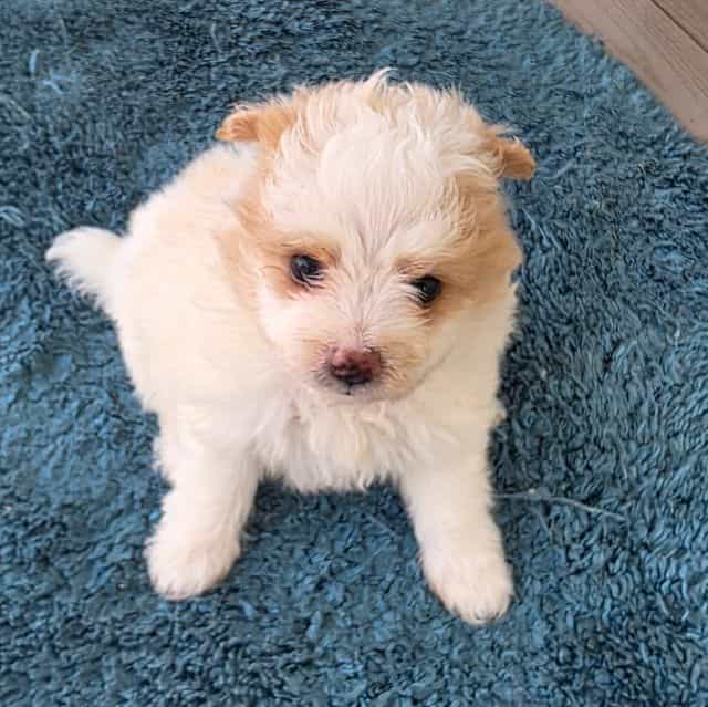 Mikey - Pomapoo Male
